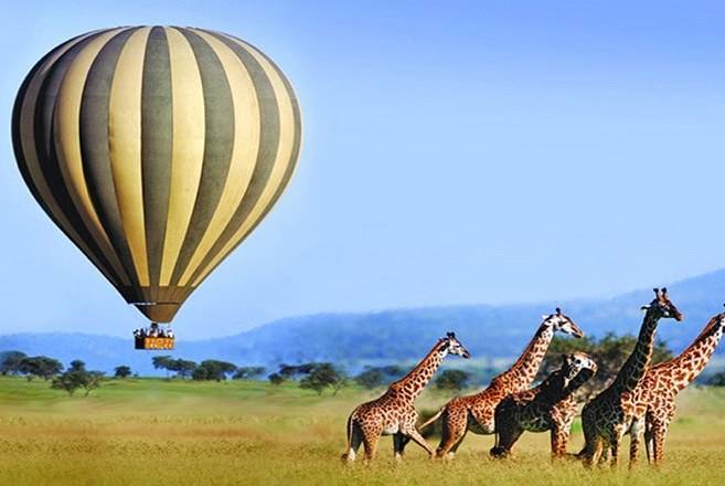 Hot-air balloon above giraffes on the savannah