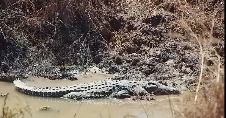 A crocodile on the river bank