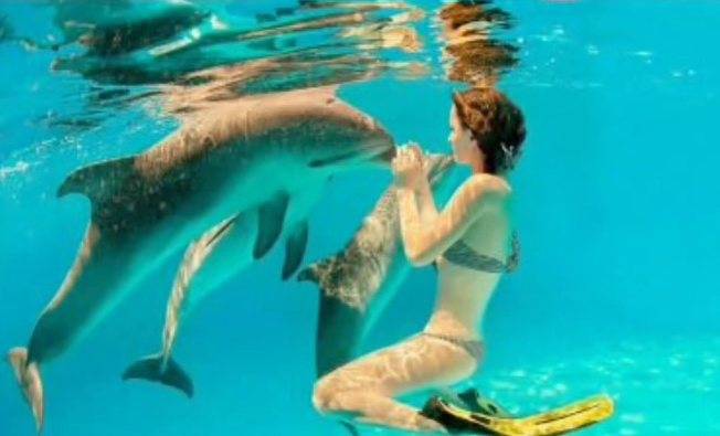 Swimming with dolphins