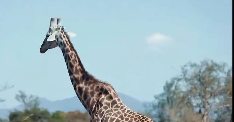 A giraffe standing tall against the sky