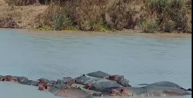 Hippos resting in the river