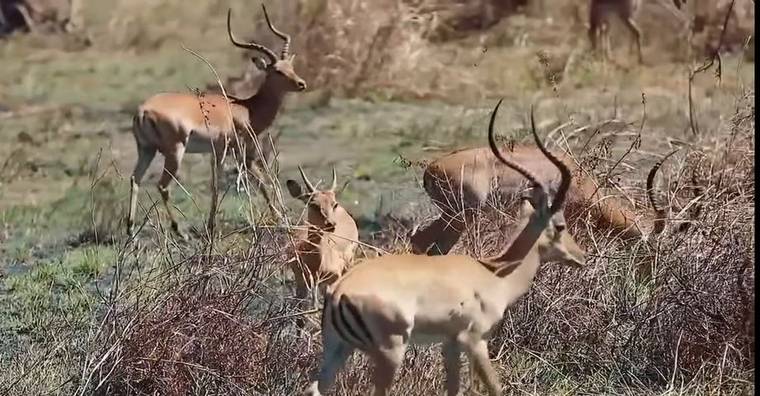 Impala on the grassland