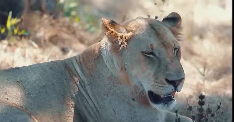 A lioness resting in the shade