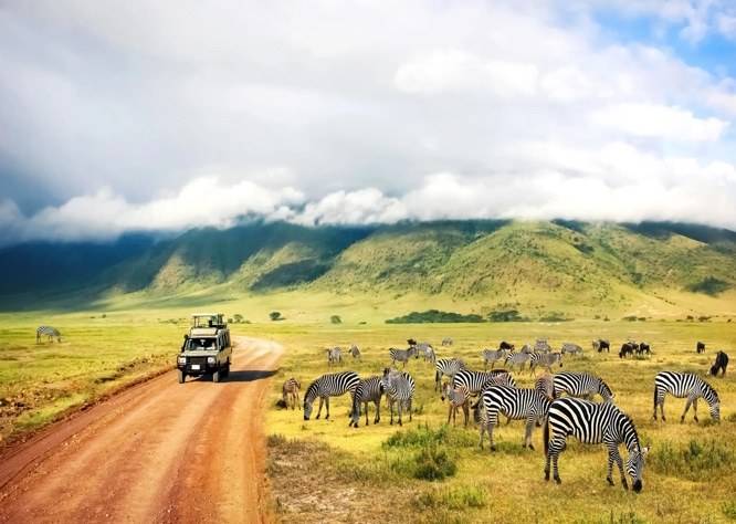 Zebras and a safari vehicle on the Ngorongoro Crater floor