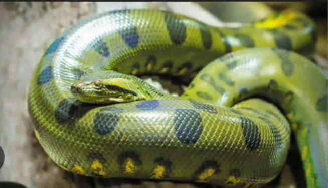 A green python coiled in the sun