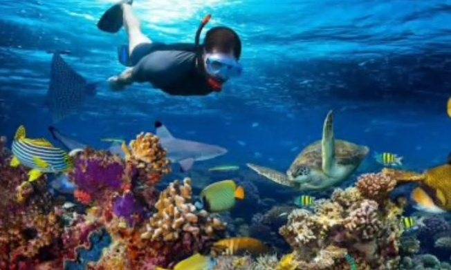 Snorkelling among coral and turtles