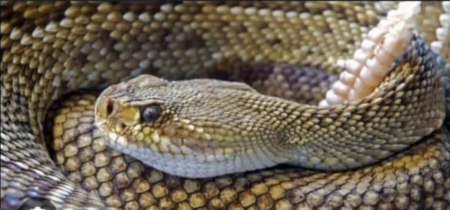 A viper at Meserani Snake Park