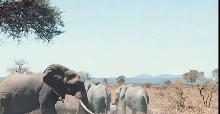 A safari day in Mikumi National Park