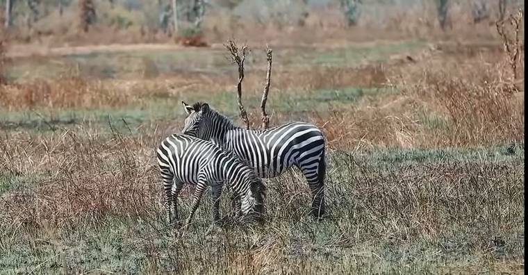 Zebras grazing together